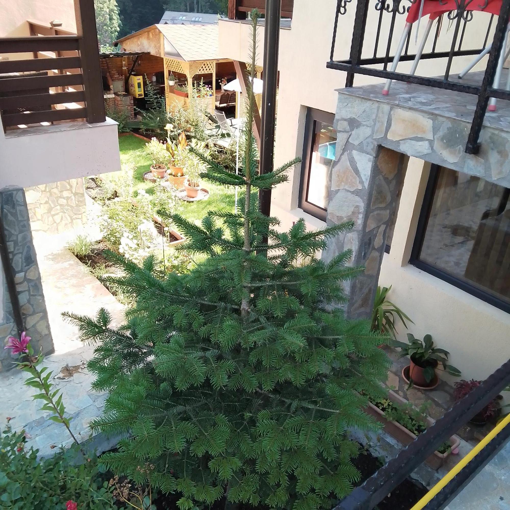 Casa Nicolas Buşteni Zewnętrze zdjęcie